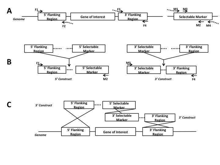 Figure 1. Diagram of a splitmarker gene replacement strategy using